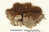 藏品(網衣屬)的圖片